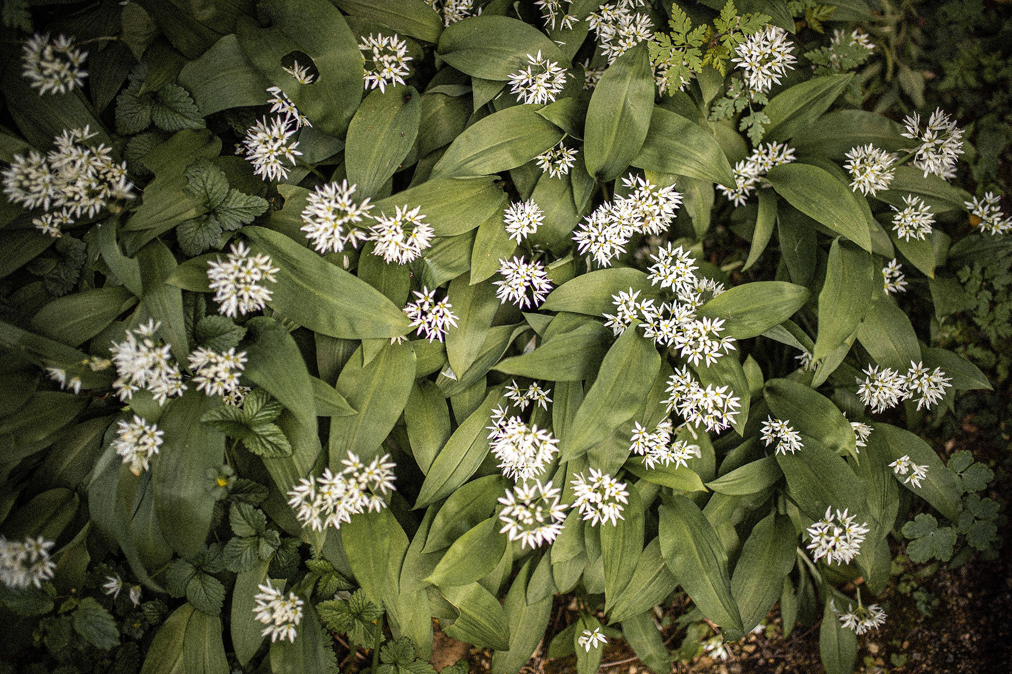 Wild Garlic carpets in Monmouthshire